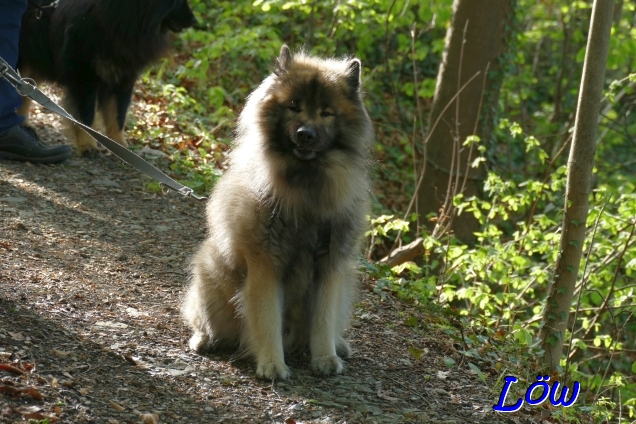 19.4.2025 - Waldh&uuml;ter